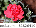 Red blooming carnation flower 81826410