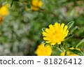 Closeup photo of yellow blooming flower 81826412