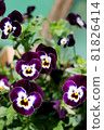 Bunch of blooming violet pansies 81826414