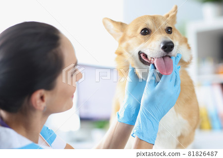 Veterinarian doctor conducts physical examination of dog oral cavity closeup 81826487