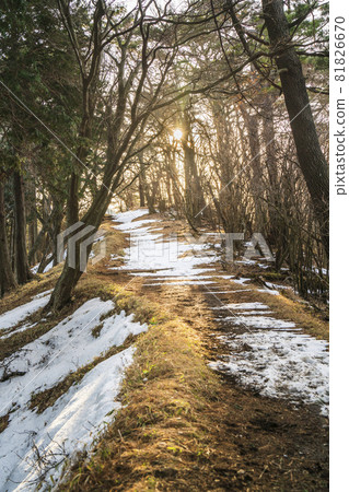Scenery of the mountain trail from the summit of Mt. Oyama in winter to the Yabitsu Pass [Isehara City, Kanagawa Prefecture] 81826670
