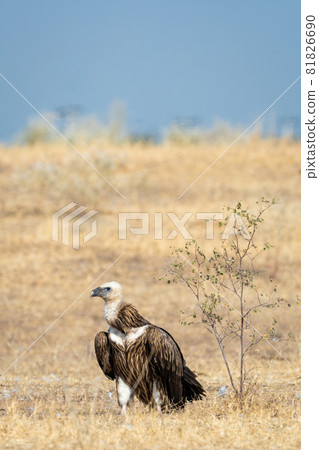 Himalayan vulture or Gyps himalayensis or Himalayan griffon vulture india 81826690