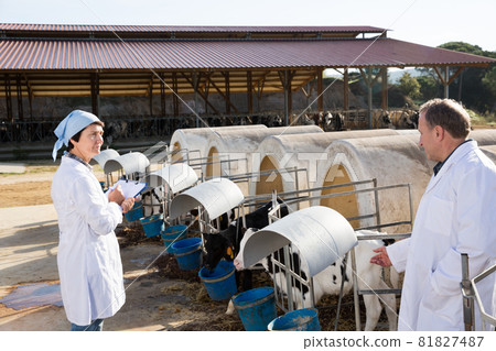 Veterinarians working on dairy farm 81827487