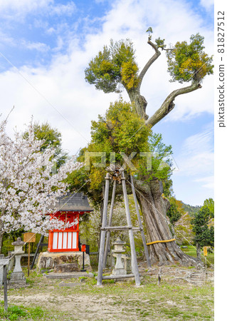 Spring Daikakuji Temple (Kyoto) Osawaike area Tenjinsha Spring Daikakuji Temple (Kyoto) Osawaike area Tenjinsha 81827512