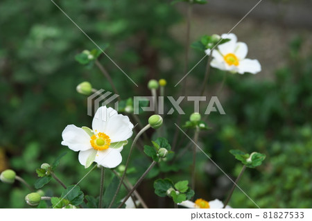 Japanese anemone white flowers [green background] 81827533
