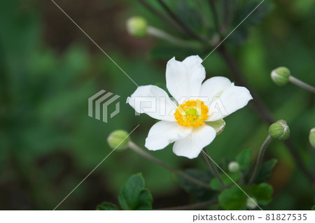 Japanese anemone white flowers [green background] 81827535