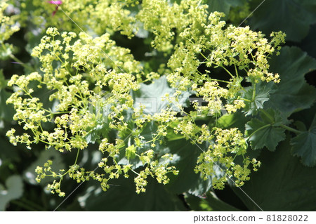 Yellow flowers of Alchemilla Morris 81828022