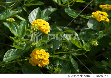 馬纓丹黃花【綠底】 馬纓丹黃花【綠底】 81828044
