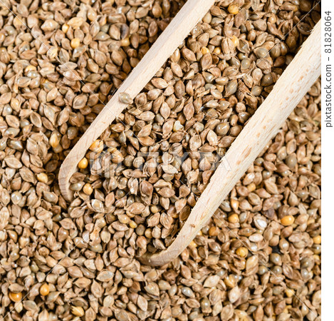 top view of wood scoop on pile of unhulled barnyard millet seeds closeup 81828064