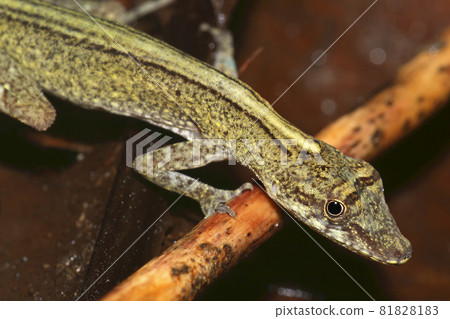 Tropical Anole Lizard, Napo River Basin, Amazonia, Ecuador Tropical Anole Lizard, Napo River Basin, Amazonia, Ecuador 81828183