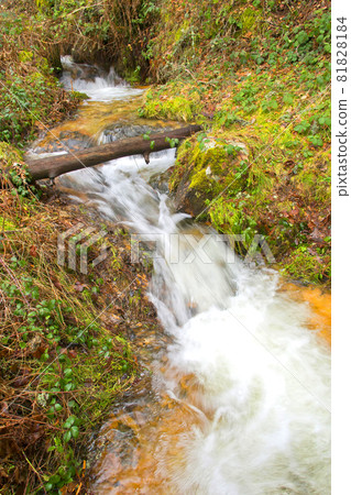 Mountain River, Scot Pine Forest, Sierra de Guadarrama National Park, Spain Mountain River, Scot Pine Forest, Sierra de Guadarrama National Park, Spain 81828184