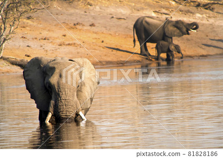 Afican Elephant, Chobe National Park, Botswana 81828186
