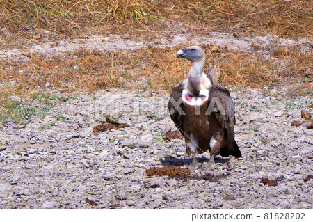 Griffon Vulture, Monfrague National Park, Spain. 81828202