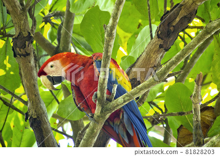 Scarlet Macaw, Corcovado National Park, Costa Rica 81828203