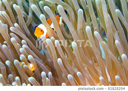 Western Clownfish, Lembeh, North Sulawesi, Indonesia 81828204