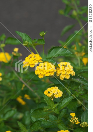 Lantana yellow flowers 81828220