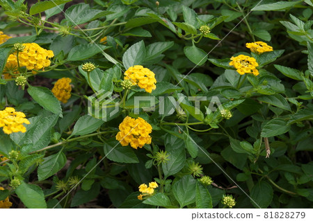 馬纓丹黃花【綠底】 馬纓丹黃花【綠底】 81828279