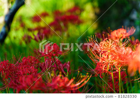 Brightly shining cluster amaryllis Brightly shining cluster amaryllis 81828330