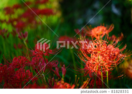 Cluster amaryllis 81828331