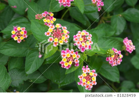 馬纓丹五彩花【綠底】 81828459