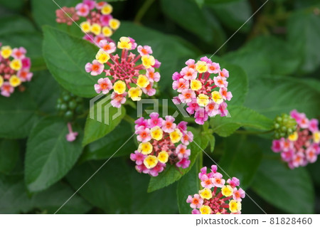 馬纓丹五彩花【綠底】 81828460