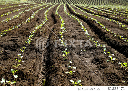 Vast vegetable field 81828471