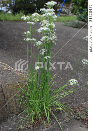 Garlic chives blooming on the roadside 81828482
