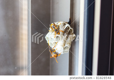 honeycomb honeycomb 81828548