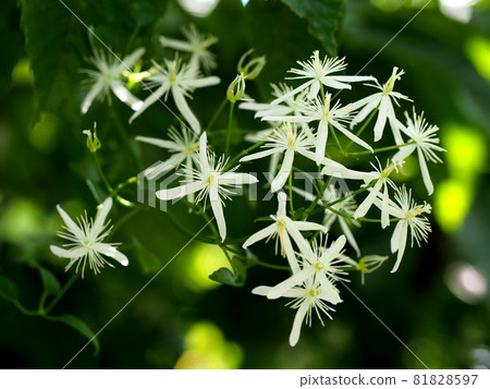 White flowers of the Clematis entwined in the loquat tree 81828597