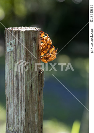 Two cicada shells that overlap Two cicada shells that overlap 81828652