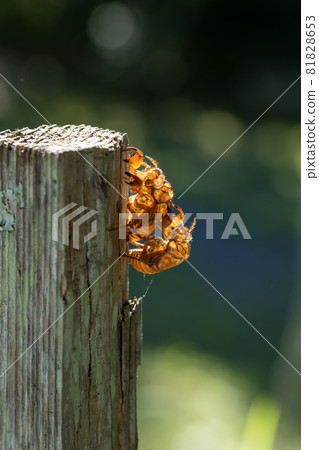 Two cicada shells that overlap Two cicada shells that overlap 81828653