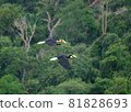 Hornbills flying above the rain forest 81828693