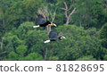 Hornbills flying above the rain forest 81828695