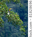 The beautiful great hornbill perched on tree 81828696