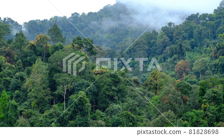 The cloud above the beautiful Rain forest The cloud above the beautiful Rain forest 81828698