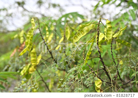 樹:國產豆類 樹:國產豆類 81828717