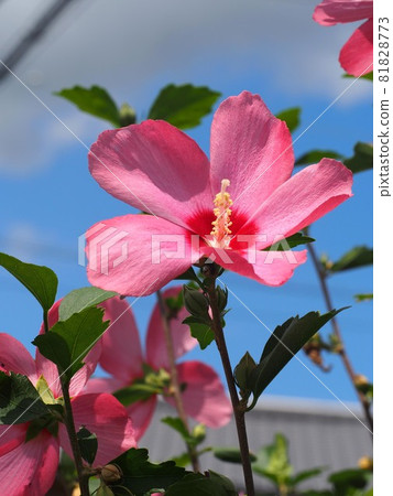 藍天和陽光下的粉紅木古 81828773