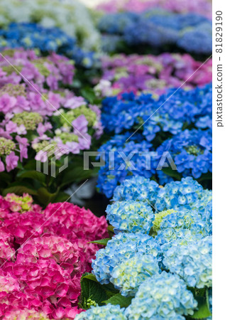Various hydrangea 81829190
