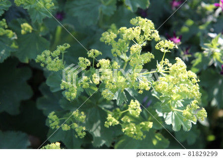 Yellow flowers of Alchemilla Morris 81829299