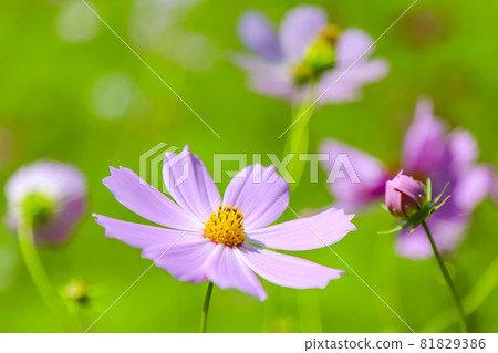 Cosmos Kibana Cosmos Swallowtail Butterfly Cosmos Kibana Cosmos Swallowtail Butterfly 81829386