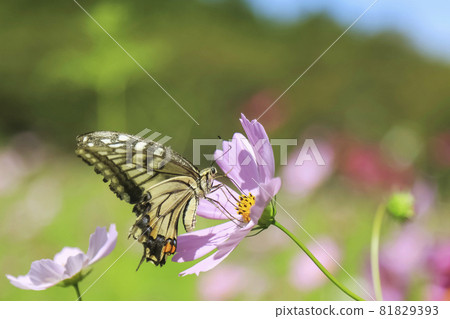 Cosmos Kibana Cosmos Swallowtail Butterfly 81829393