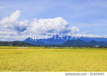 Rural landscape 81829401