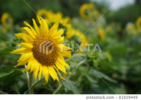 Sunflowers in the botanical garden Sunflowers in the botanical garden 81829449