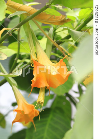 Angel's trumpets flower (Growth Datura) 81829625