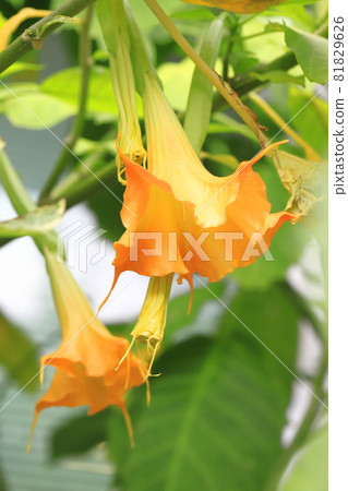 Angel's trumpets flower (Growth Datura) 81829626