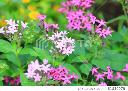 Pink Kusasan Tanka or Pentas flowers 81830076