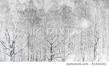 panoramic view of heavy snowfall over forest in winter panoramic view of heavy snowfall over forest in winter 81830292