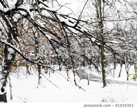 bare tree branches and blurred snow-covered city park on background on cold autumn day (focus on the twig covered by the first snow on foreground) bare tree branches and blurred snow-covered city park on background on cold autumn day (focus on the twig covered by the first snow on foreground) 81830301