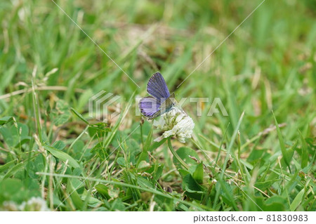 吸食白三葉花花蜜的雷維丁藍尾鰤的雄性 吸食白三葉花花蜜的雷維丁藍尾鰤的雄性 81830983