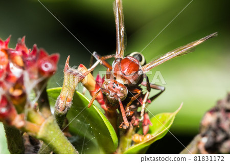 Ant 81831172